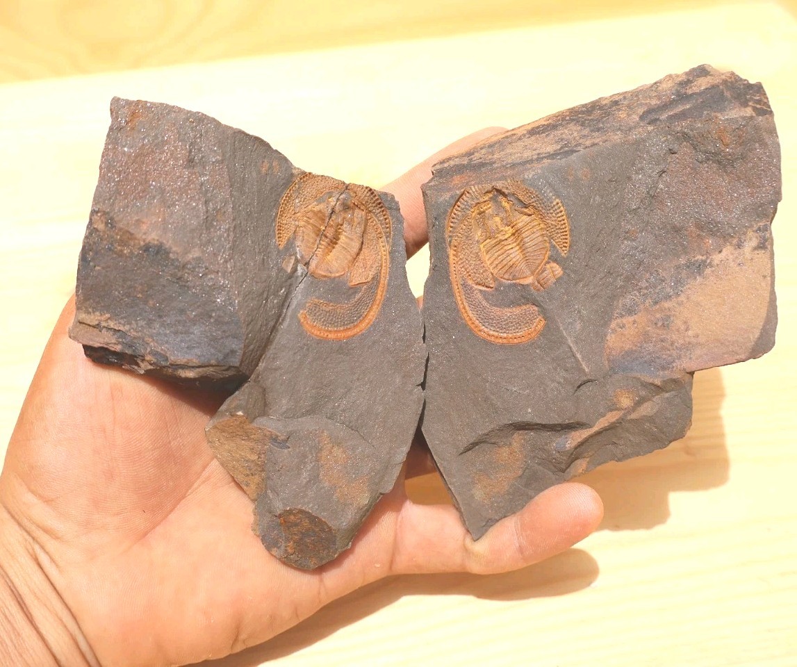 Declivolithus Trilobite Fossil Authentic Moroccan Ordovician Trilobite Rare Spec