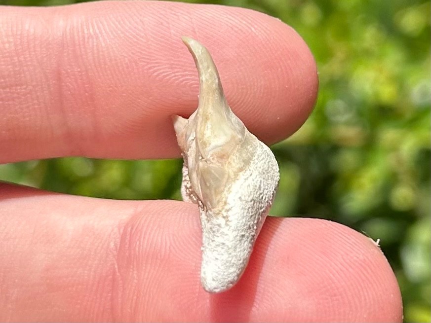 Pathological Fossil Sharks Tooth Otodus obliquus Rare Morocco Deformed Teeth