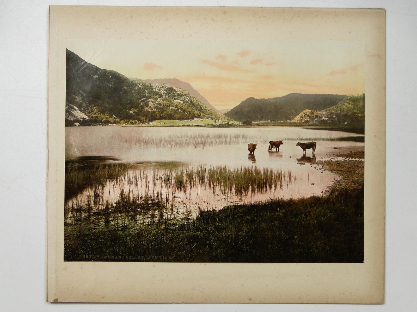 Gwynant Valley Llyn Dinas Snowdonia Wales Lake Cows Photochrom Photo c1900s