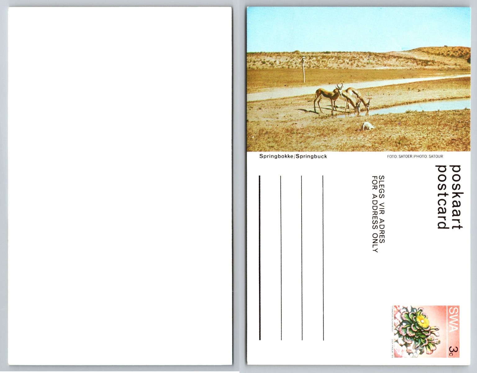 Vintage SWA Springbok Antelope Postcard Namibia Wildlife Satour Photo