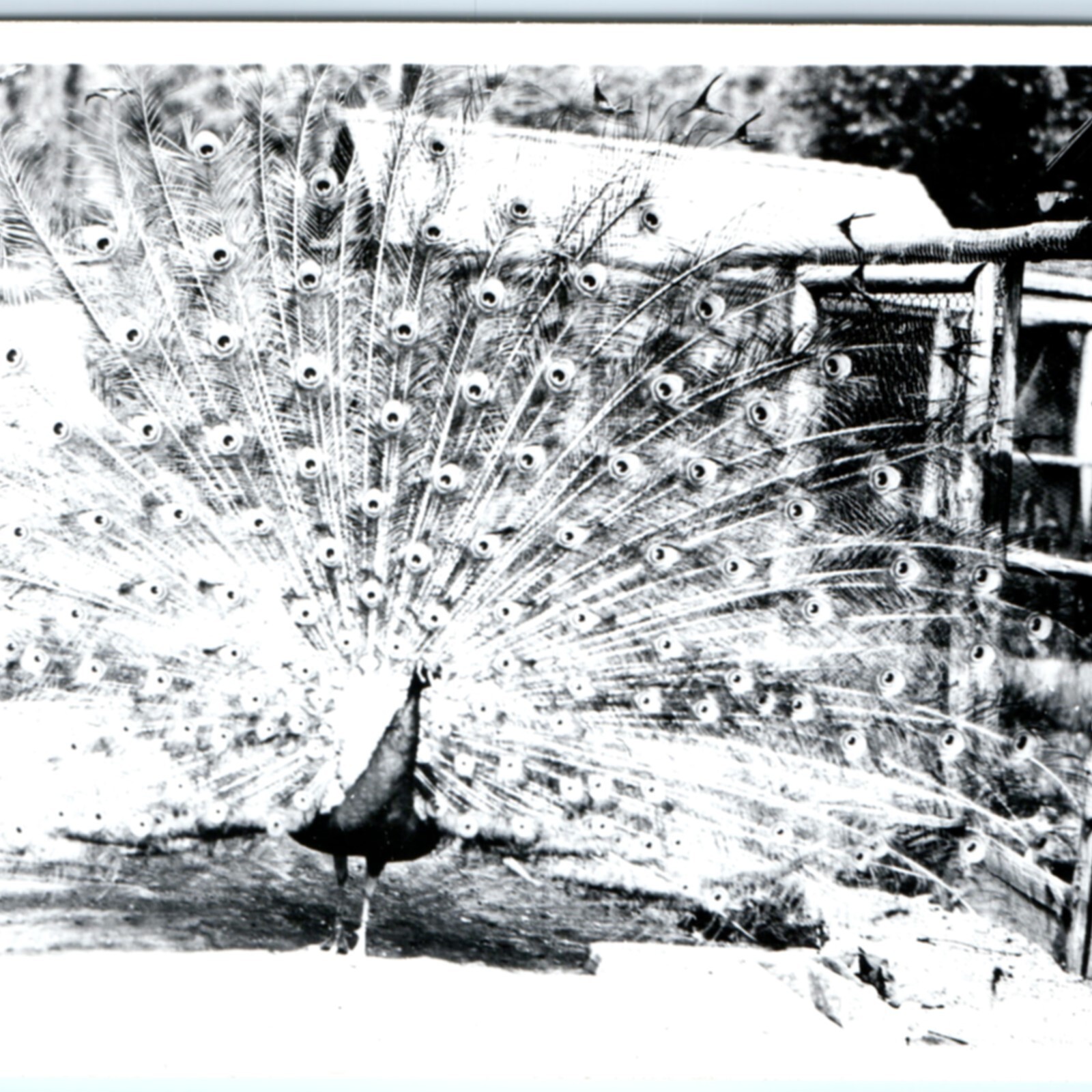 c1950s Klamath Falls, OR Moore Park Peacock Display RPPC Real Photo Postcard