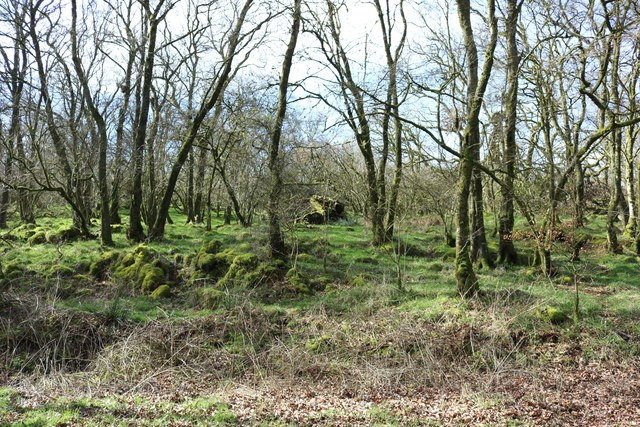 Photo 12x8 Woodland near Little Larg New Luce  c2019