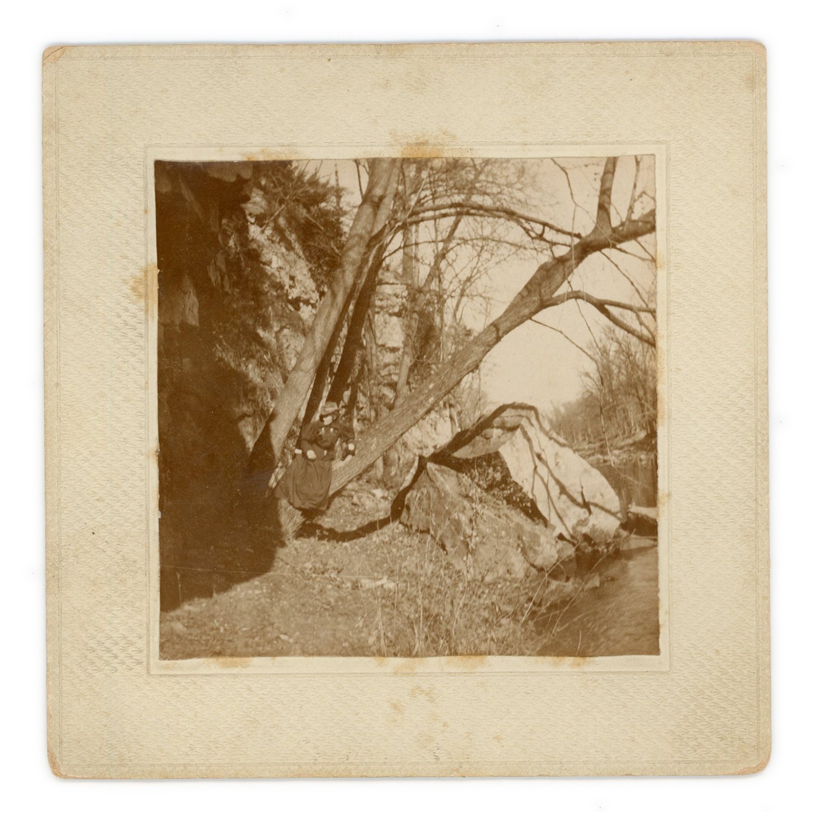 Photograph of Woman in Tree at Vermillion River - Early 1900s Hastings Minnesota