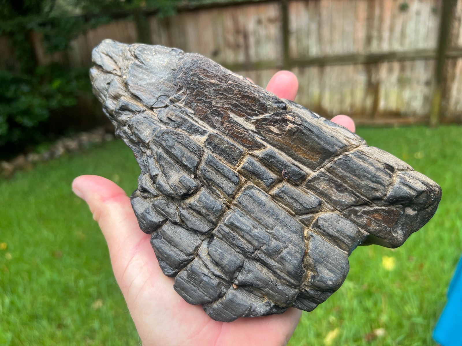 Texas Petrified Wood 9” Tropical Hardwood Bark Brazos County Manning Formation
