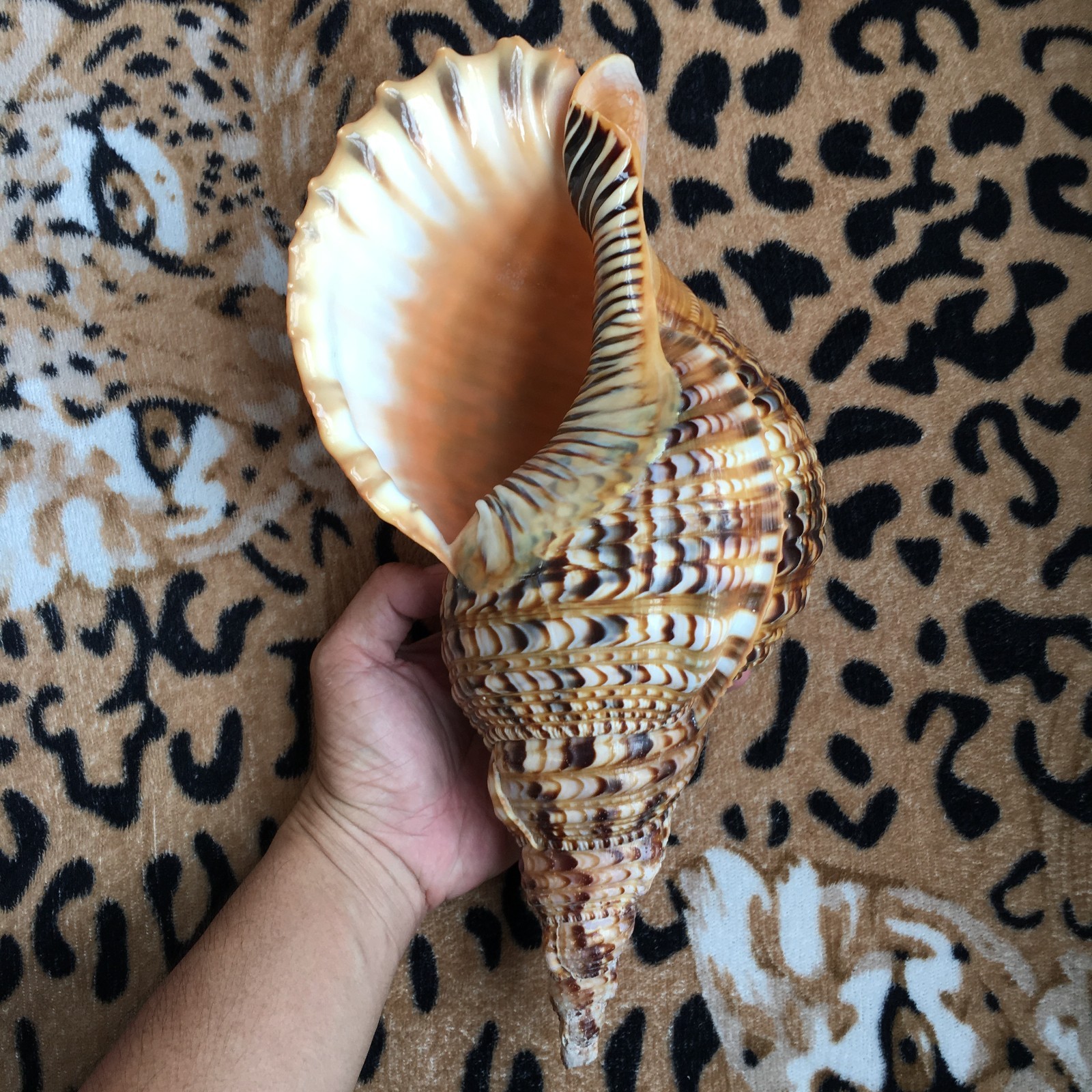 33cm | Triton Charonia Trumpet Nice Vietnam Seashell