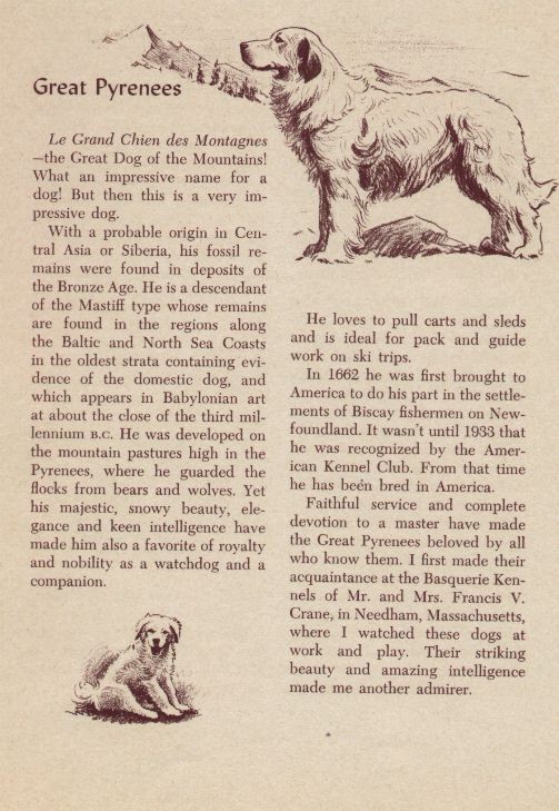 Great Pyrenees - CUSTOM MATTED - Vintage Antique Dog Art Print - 1954 M. Dennis