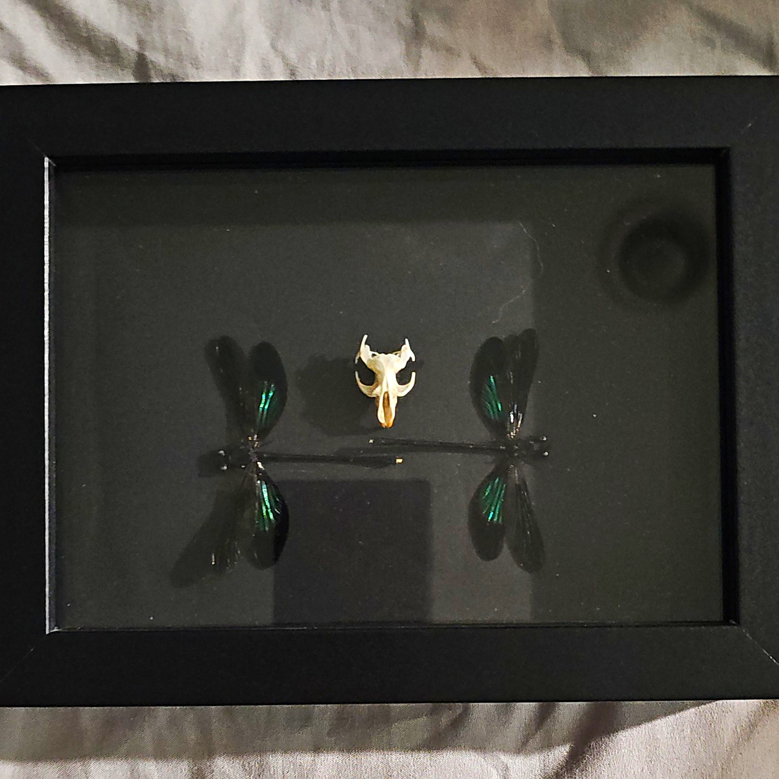 2 Green Dragonfly Specimen Framed Display in Black Shadow Box Frame