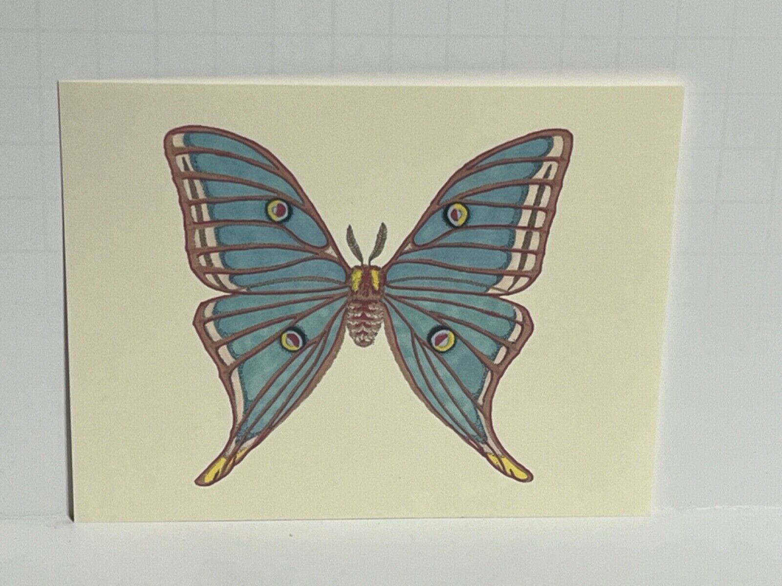 Postcard Butterfly Spanish Moon Moth by Artist Bridgette Jones Continental Z2