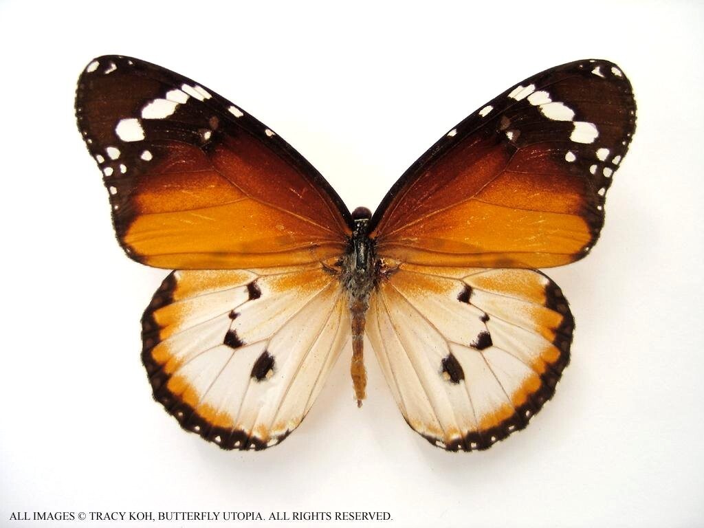Danaus chrysippus monarch butterfly - Unspread, wing closed, dried papered