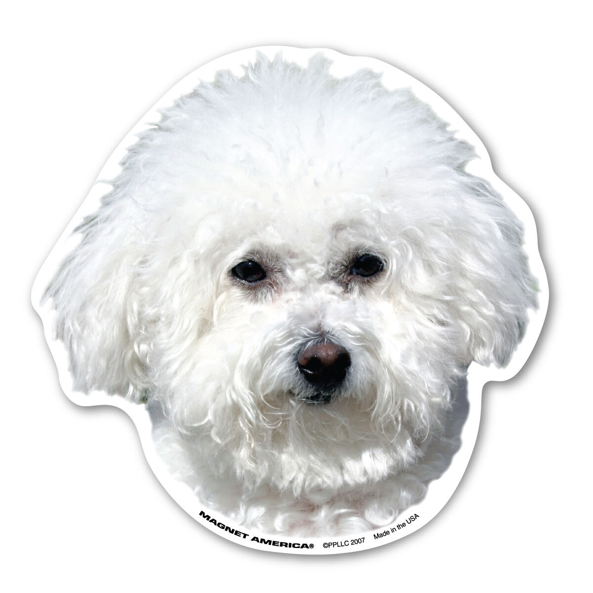 Bichon Frises Magnet