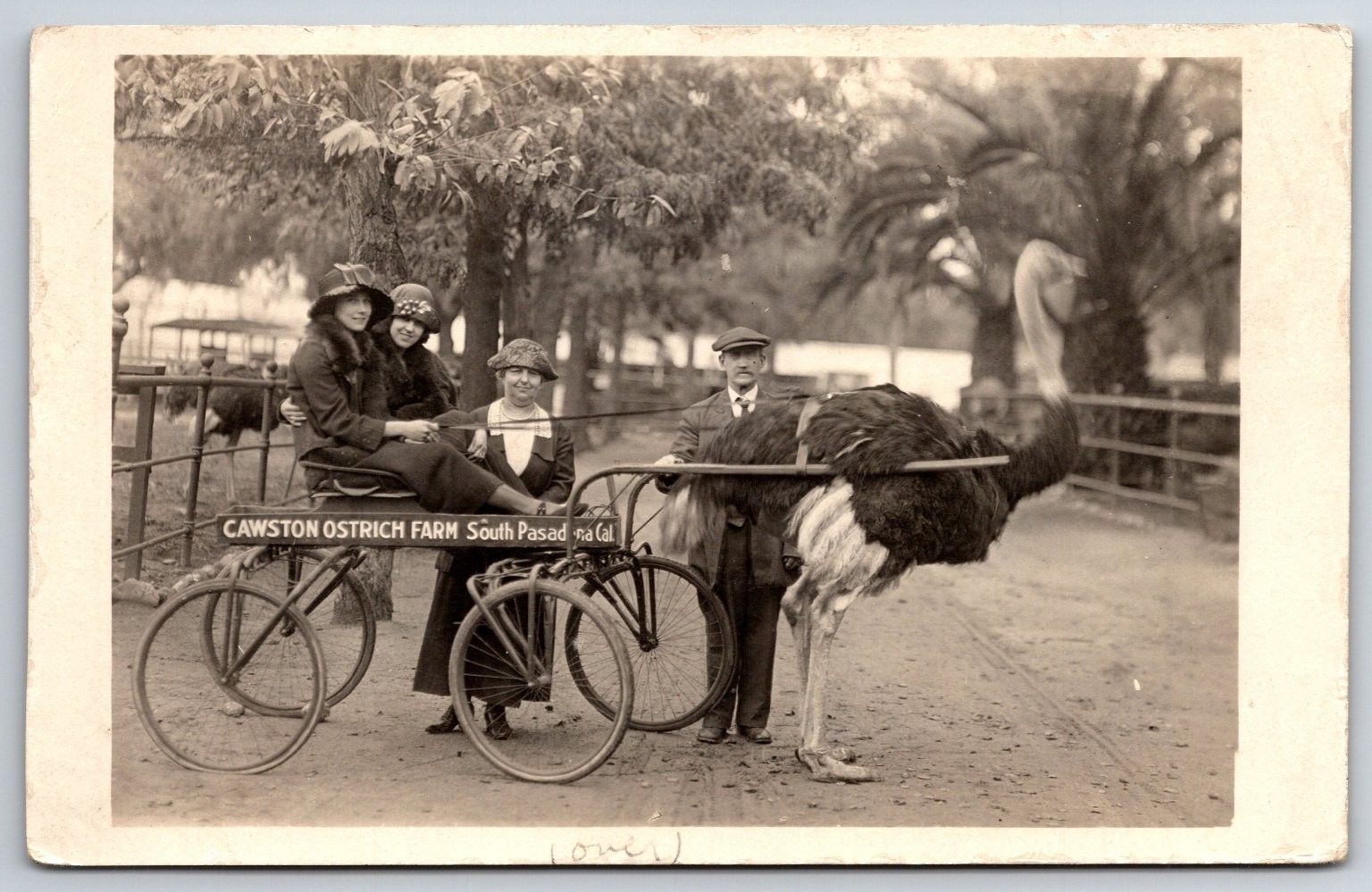 Vintage Cawston Ostrich Farm South Pasadena CA Photo Postcard