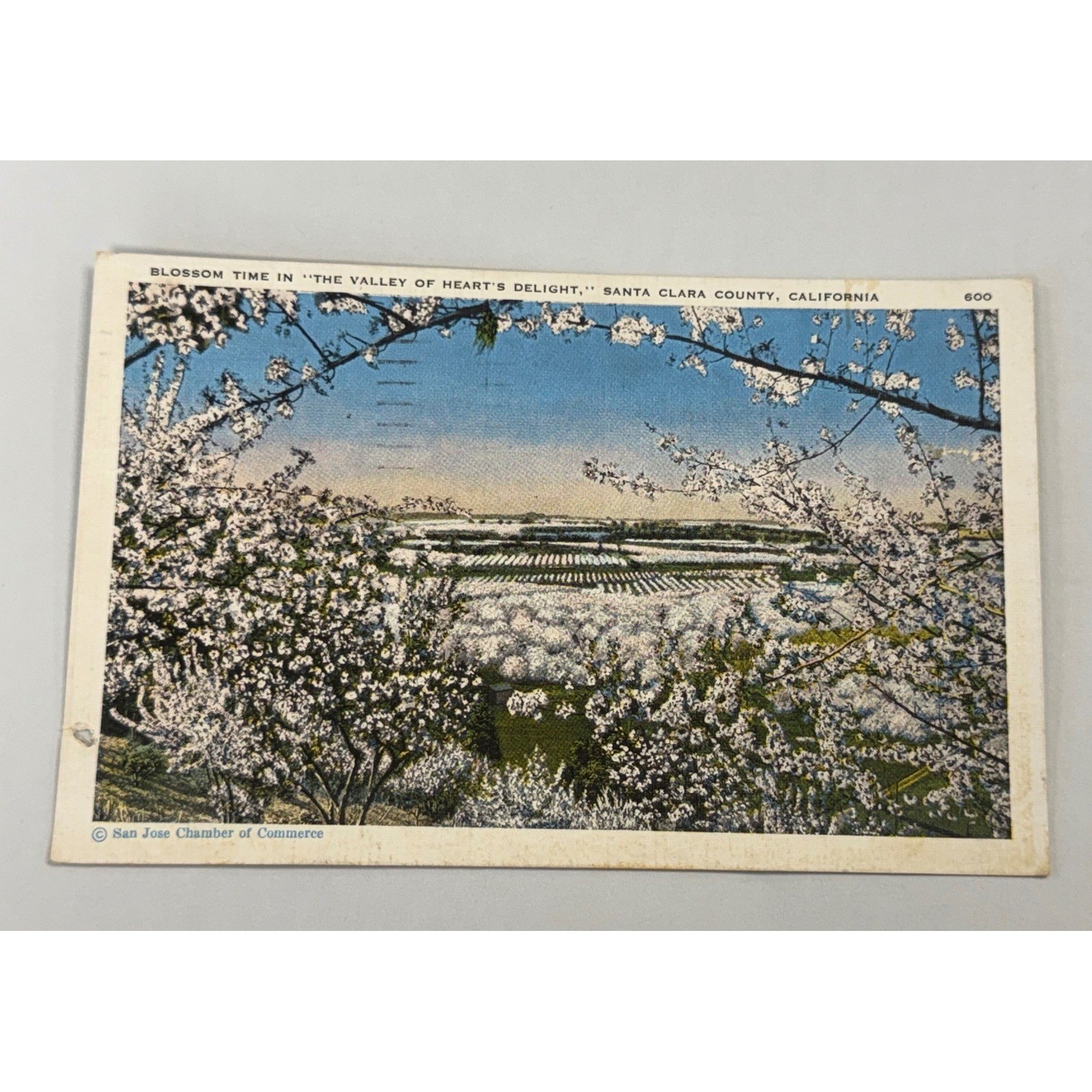 Vintage 1945 Santa Clara County CA Postcard Valley of Hearts Delight Blossom