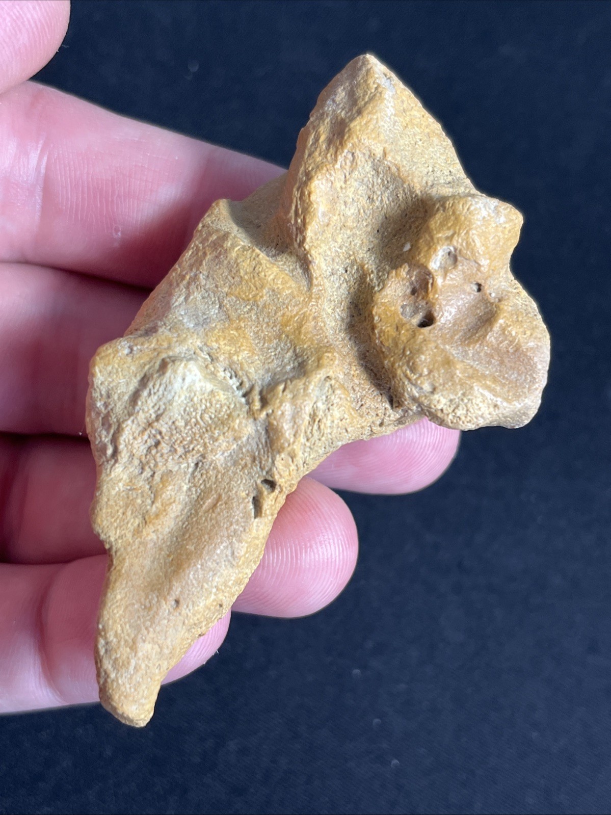 Huge Rare Size Fossilized Cetacean Ear Bone From South Carolina Marine Mammal