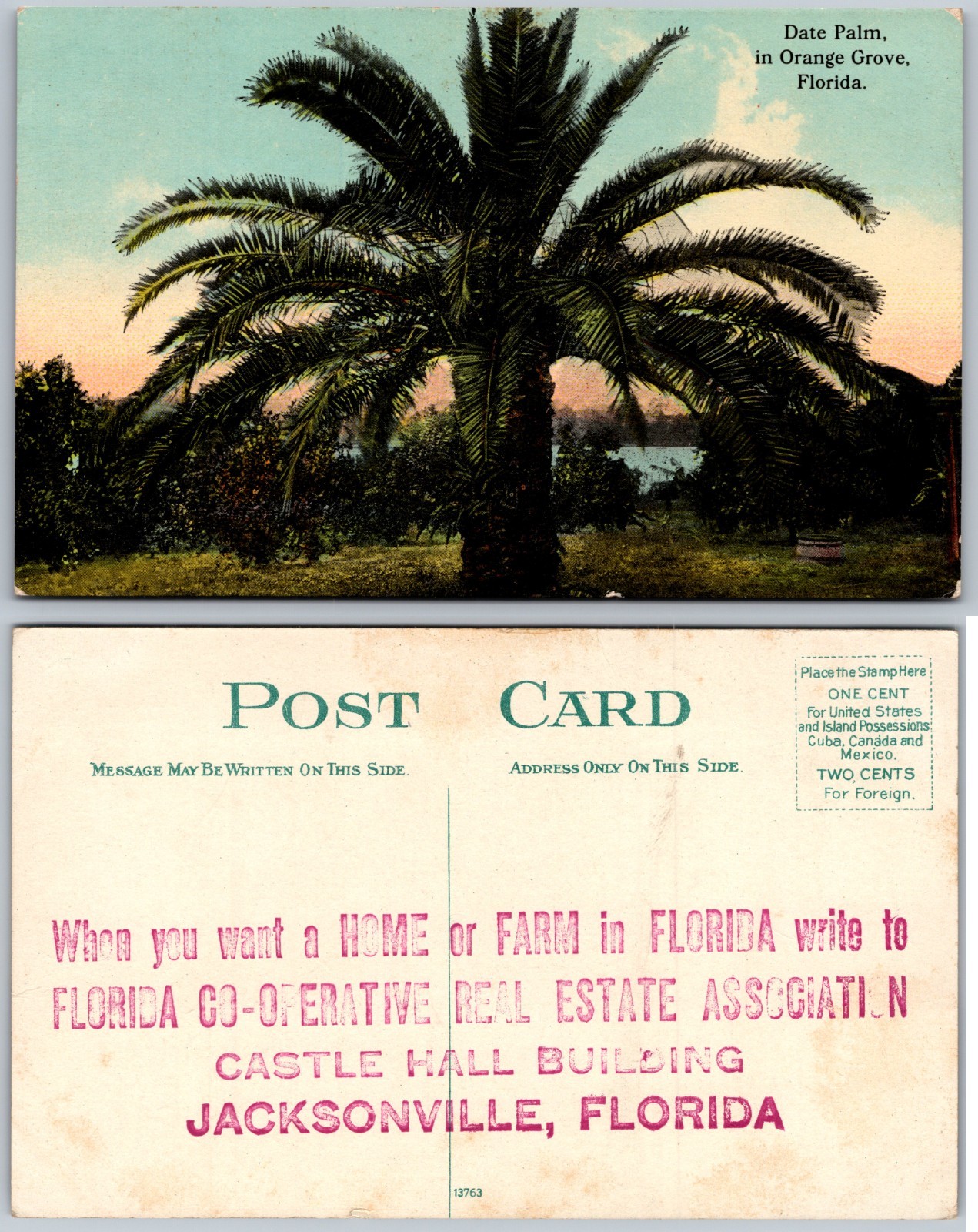 Date Palm Orange Grove Florida Postcard
