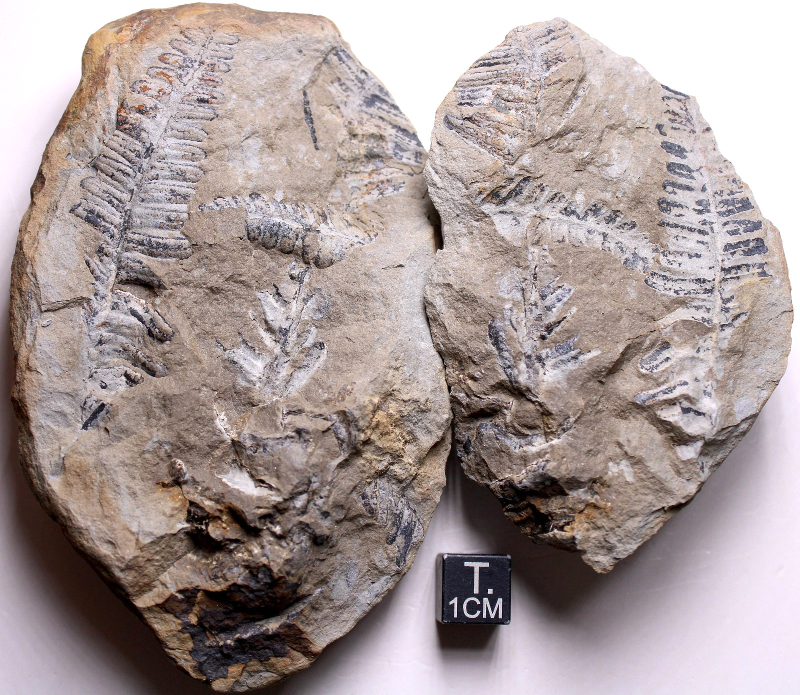 Gorgeous Mazon Creek Multi-Fern Concretion Illinois Carboniferous Plant Fossils