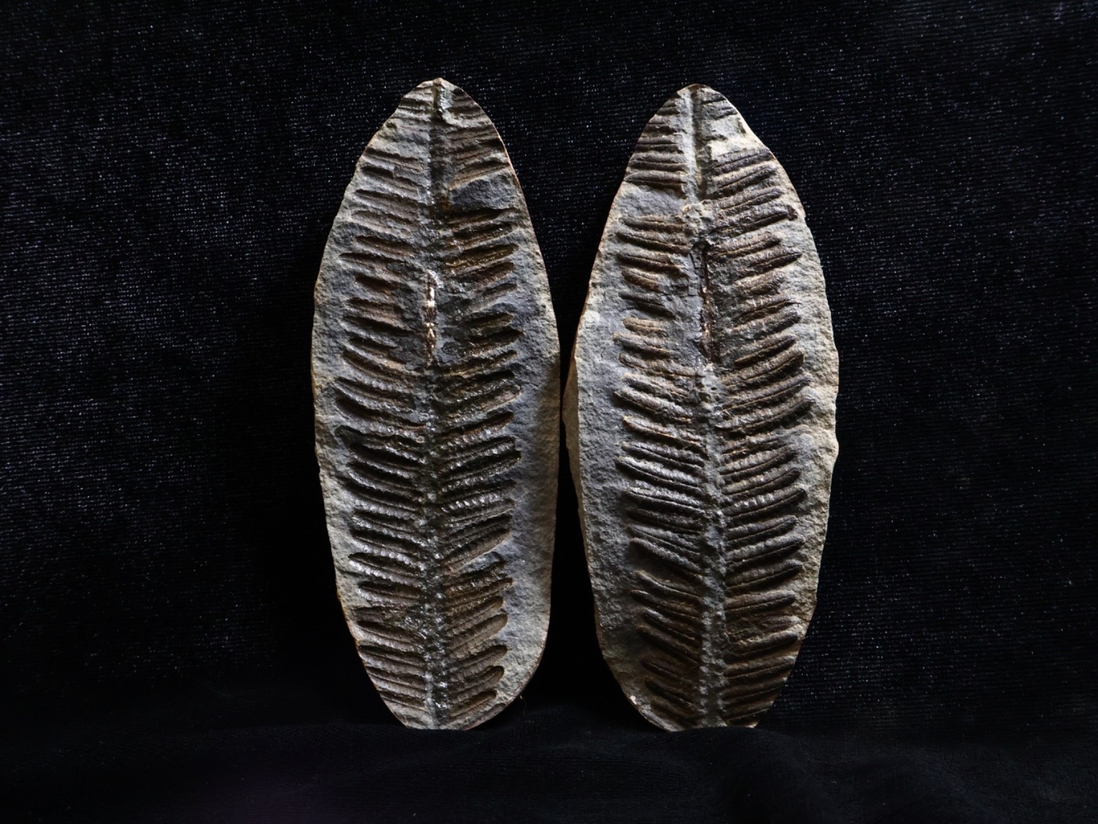 Gorgeous Mazon Creek Fern Fossil, Coal City, IL