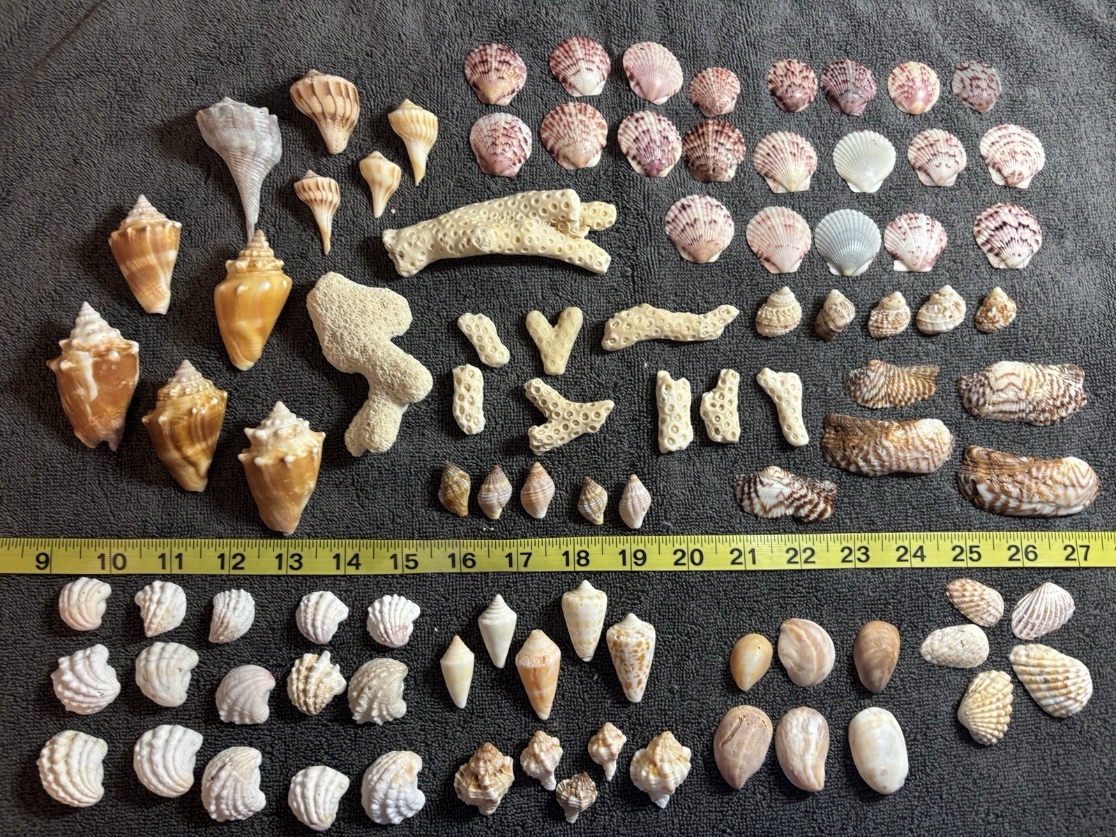 100 Mixed Sanibel Island Sea Shells & Coral Pieces   Hard To Find