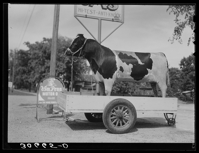 Photo:Minnesota 1937 Stuffed Bull Gas Station Roadside Display