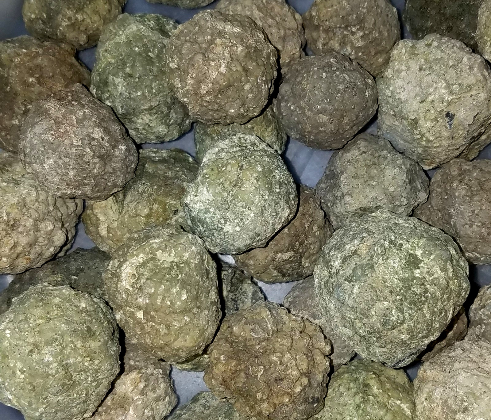(1-LB LOT)=(10 to 16 Uncut Rough Oregon Thundereggs) Lapidary Agate Rocks Geode