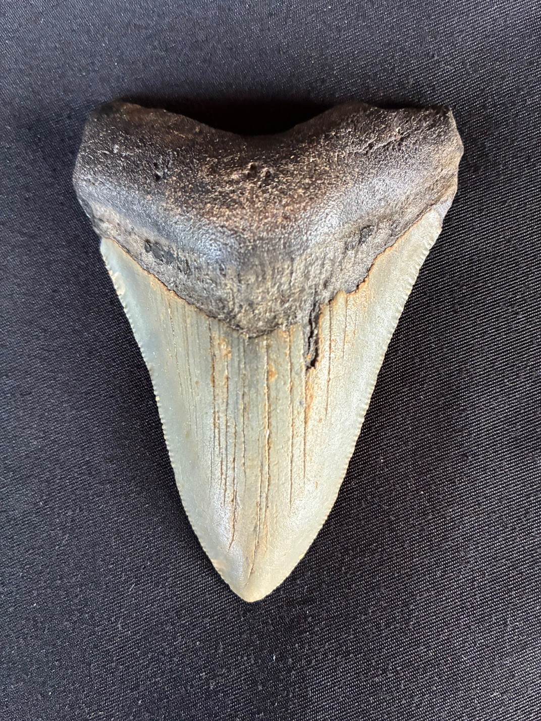 Megalodon Tooth 3 x 1/4\