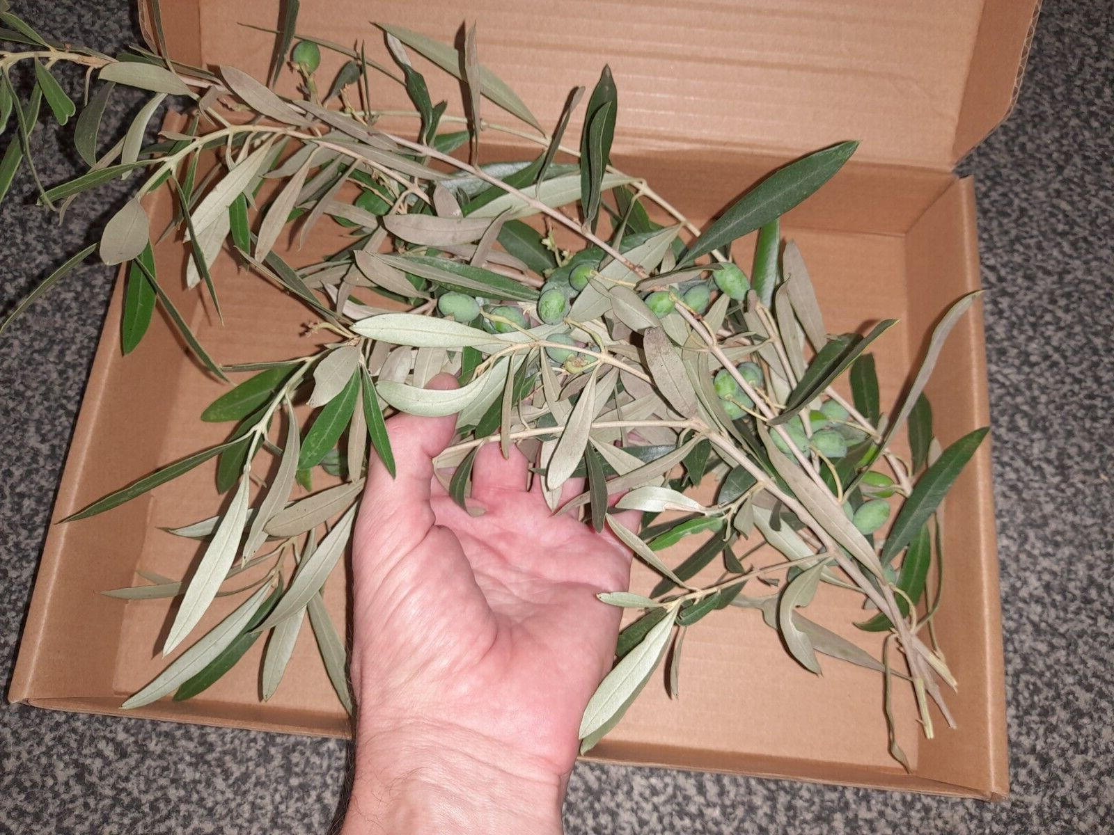 Olive branches with leaves and olives from Garden of Gethsemane