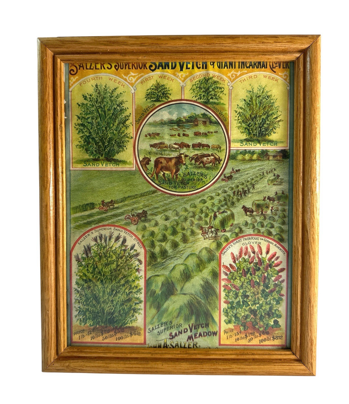 Antique J.W. Salzer Seed Advertising Sand Vetch Clover Farm Print Framed 9x11