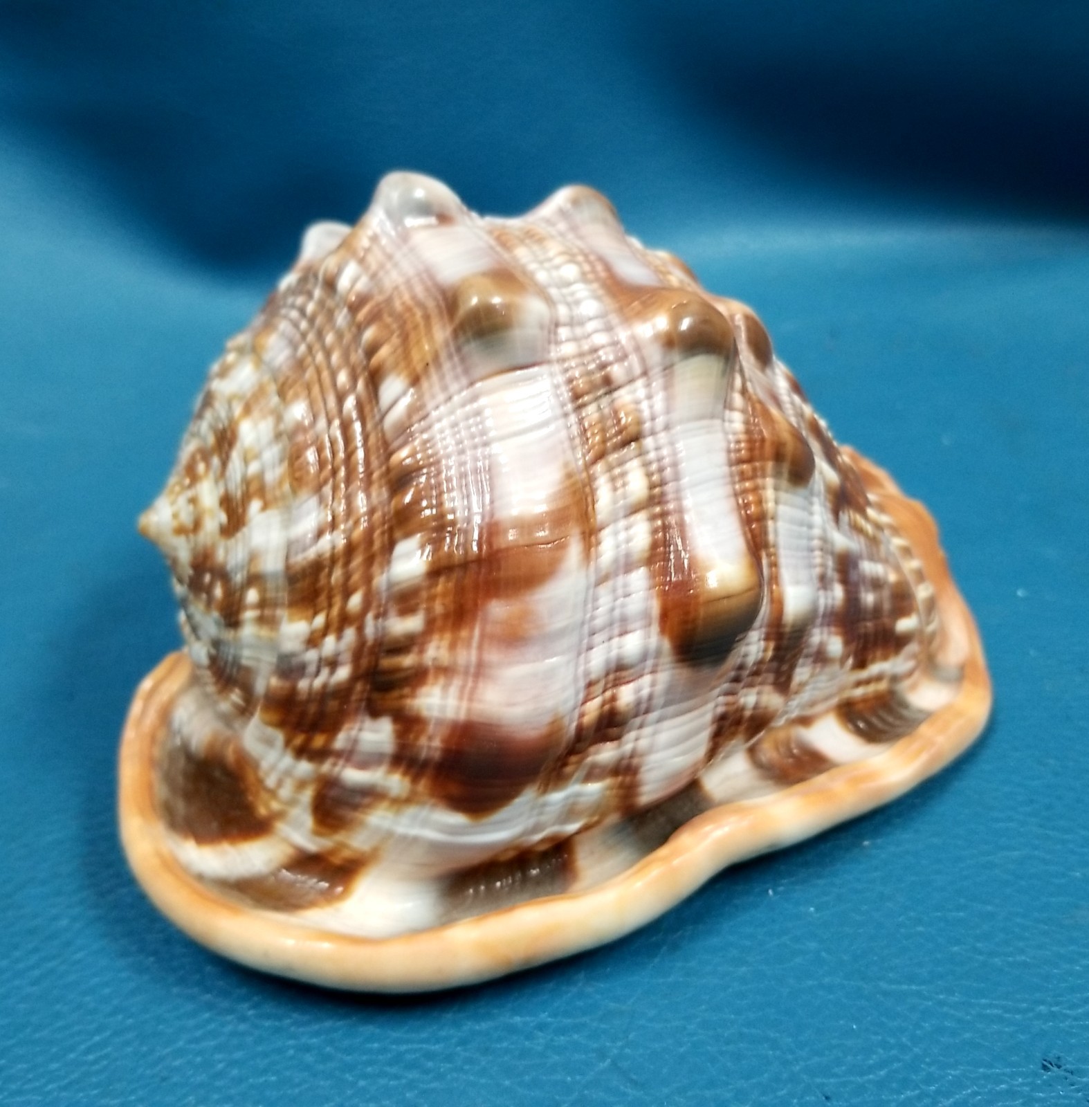 Gorgeous Bullmouth Helmet Shell Marine Cameo Mollusk Shell Coastal Decor 5.5\