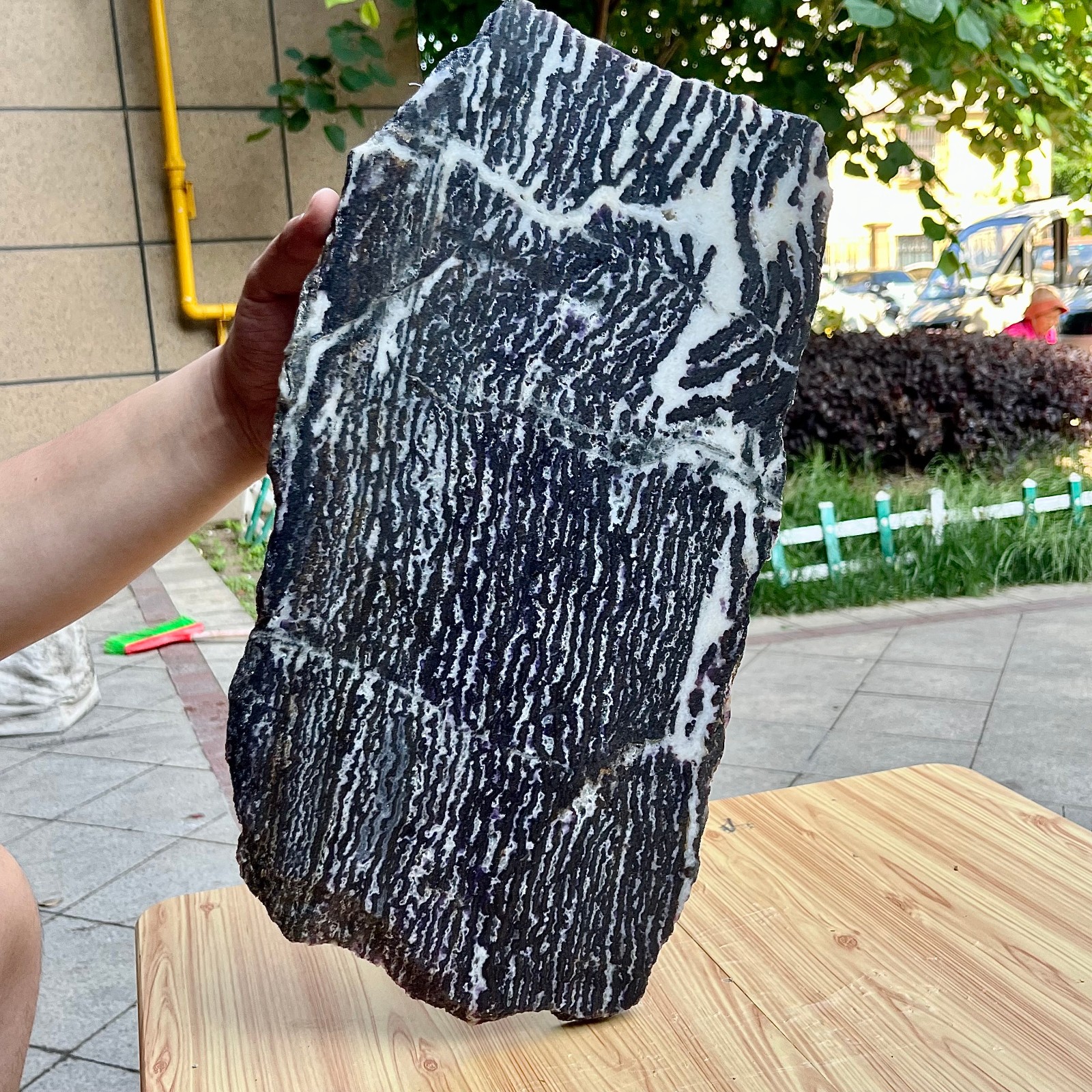 7.3 lb Polished Zebra Jasper Slice Black White Stripe Natural Specimen