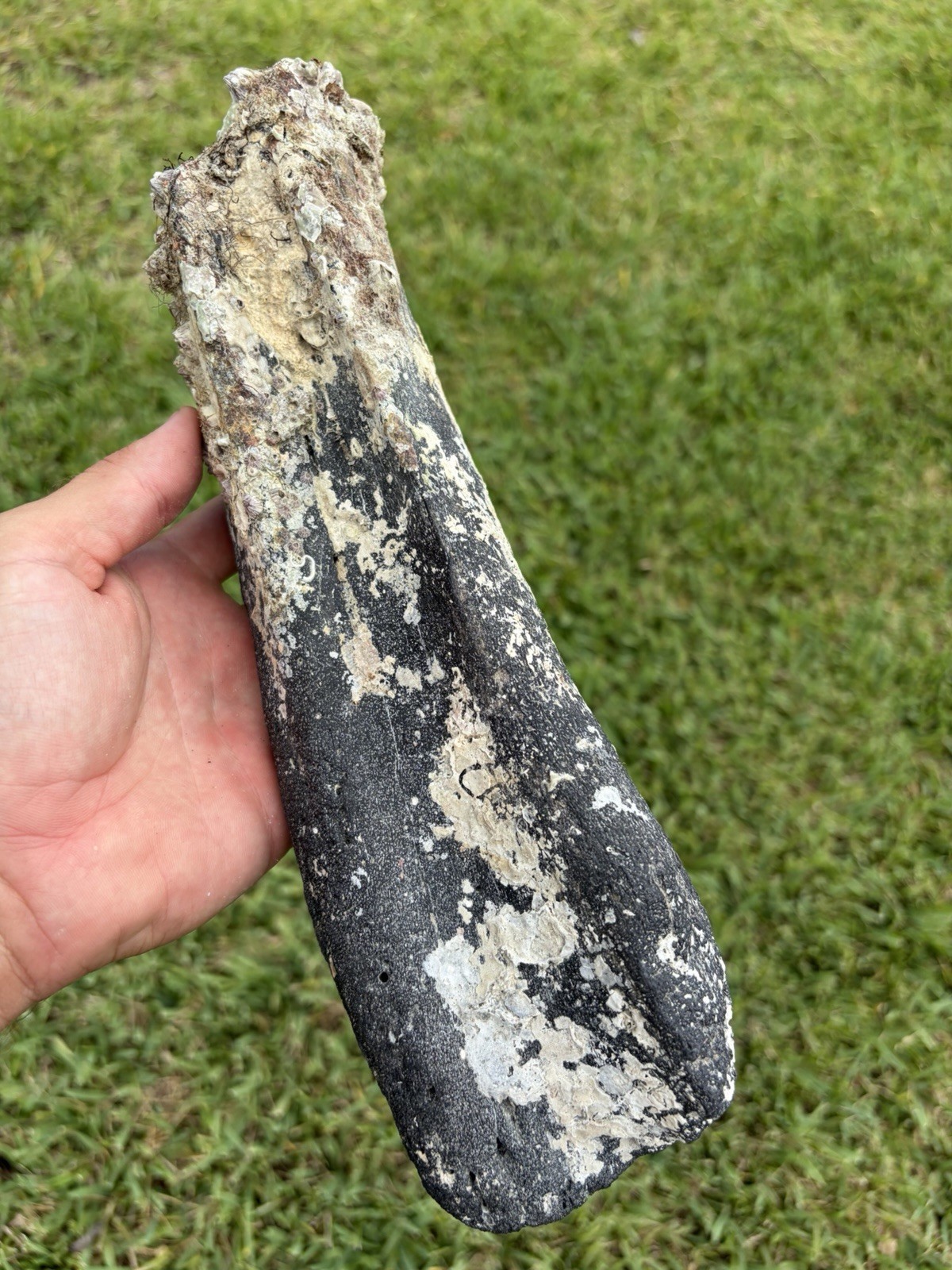 HUGE ICE AGE MEGA FAUNA BONE FOSSIL VENICE FLORIDA SCUBA DIVER FIND