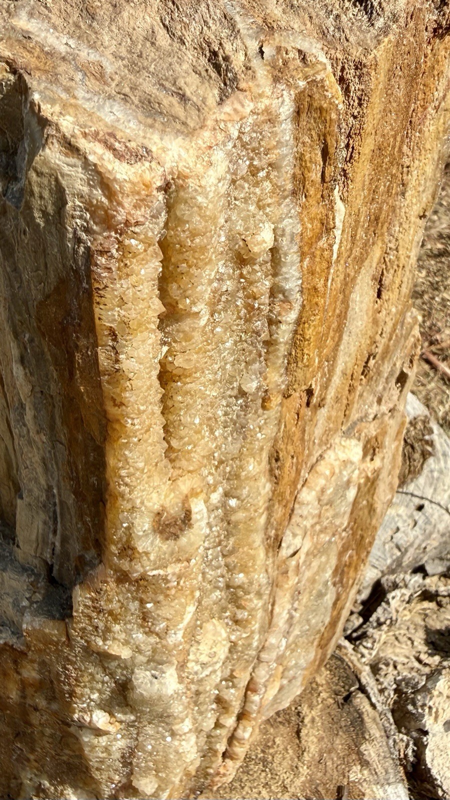 ONE-OF-A-KIND* Huge 53# Petrified Wood Log~Thick Layer Of Chalcedony~Druzy~RARE
