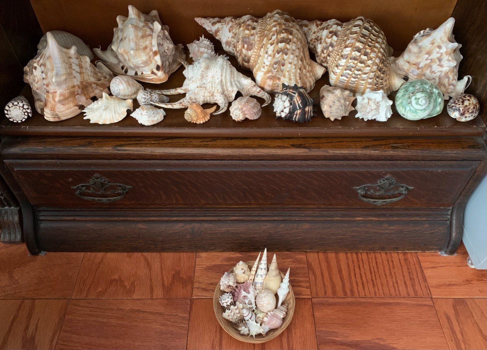 RARE  Mixed Large and Small Sea Shells  RARE