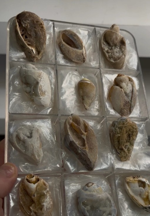 12-Piece Fossilized Spiralite Quartz Shells