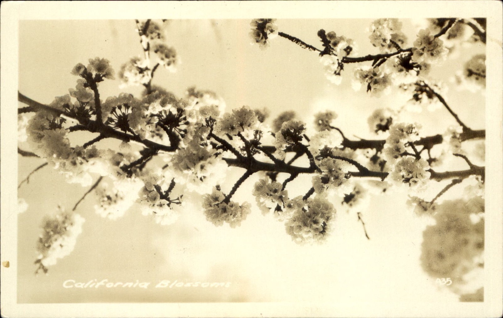 RPPC California Blossoms ~ real photo postcard 1925-1942