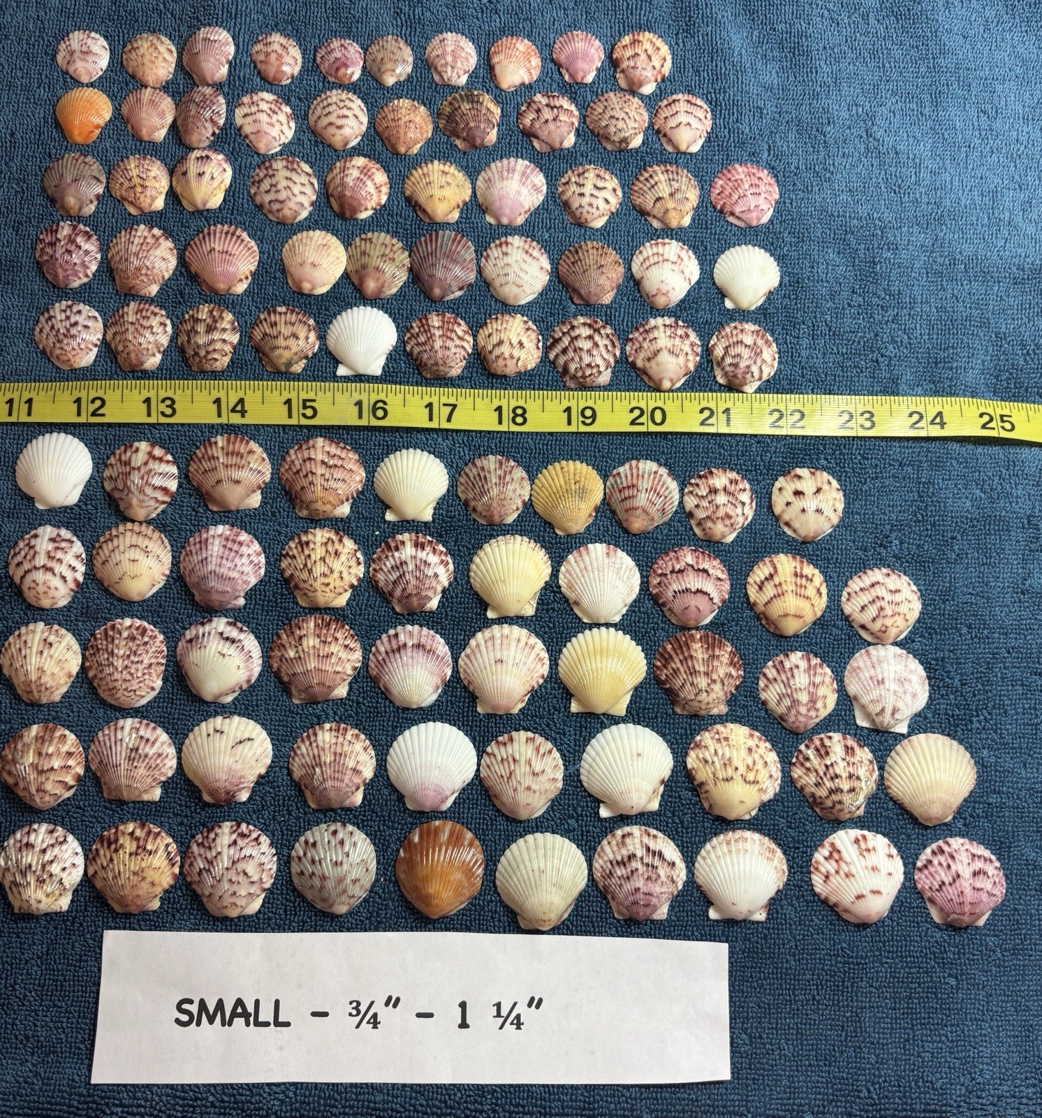 100 Sanibel Island Scallop Sea Shells  Small Size 3/4”-1/1/4”.