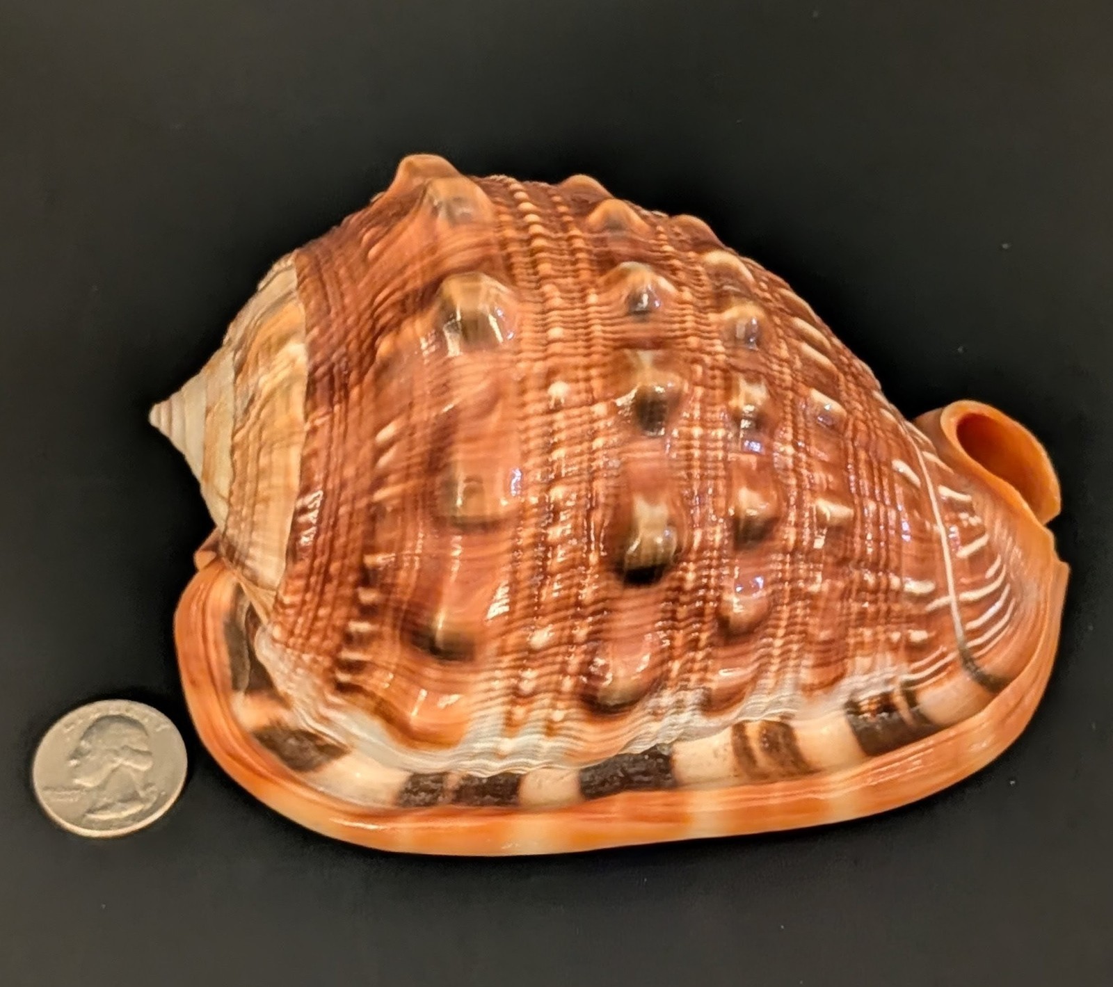 Gorgeous Colorful Bullmouth Helmet Conch Seashell Large 5.5\