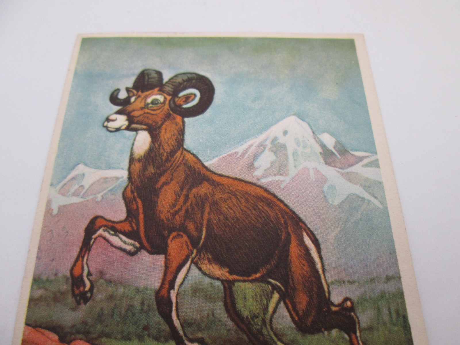 Vtg Bell Bread Trade Card, Mountain Sheep 3.25\