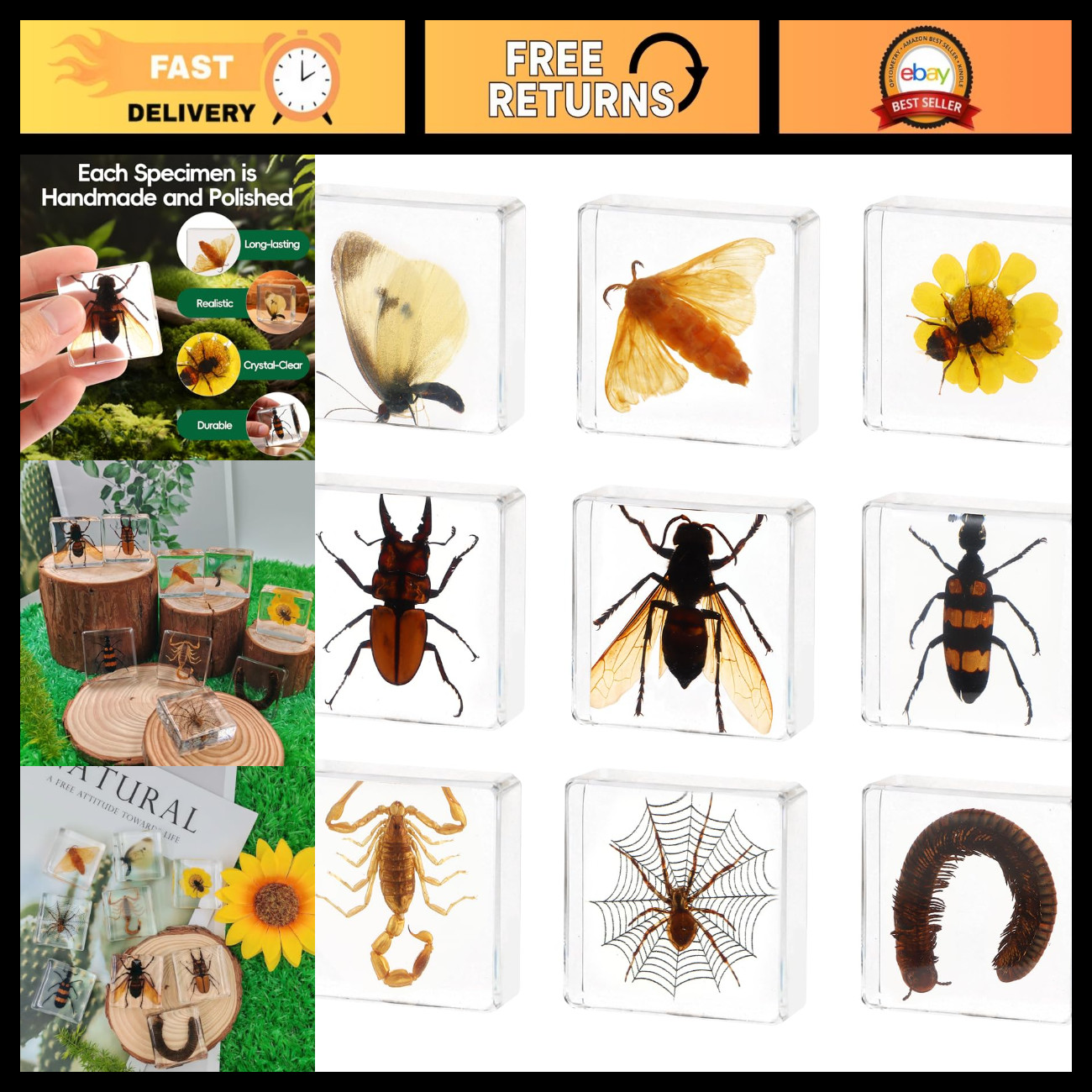9 Pcs Taxidermy Insects in Resin Blocks, Unique Bug Display Set, Home Decor
