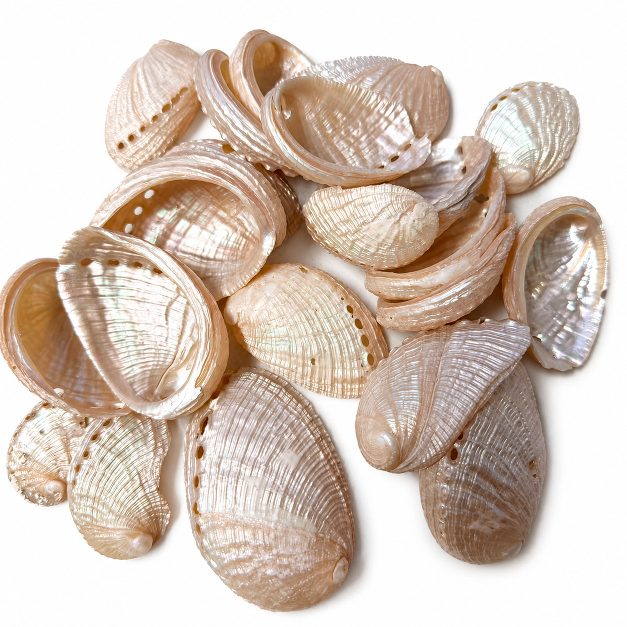 6oz Natural Pearled Abalone Shells 20pc Polished Haliotis Ovina Sea Shell Craft