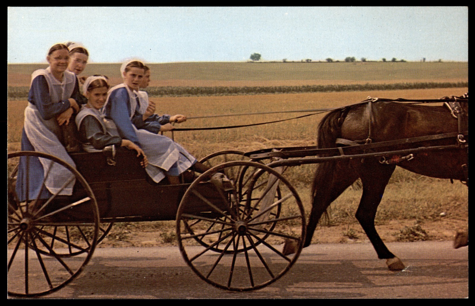 Vintage Amish Girls in Buggy Pennsylvania Dutch Country Postcard