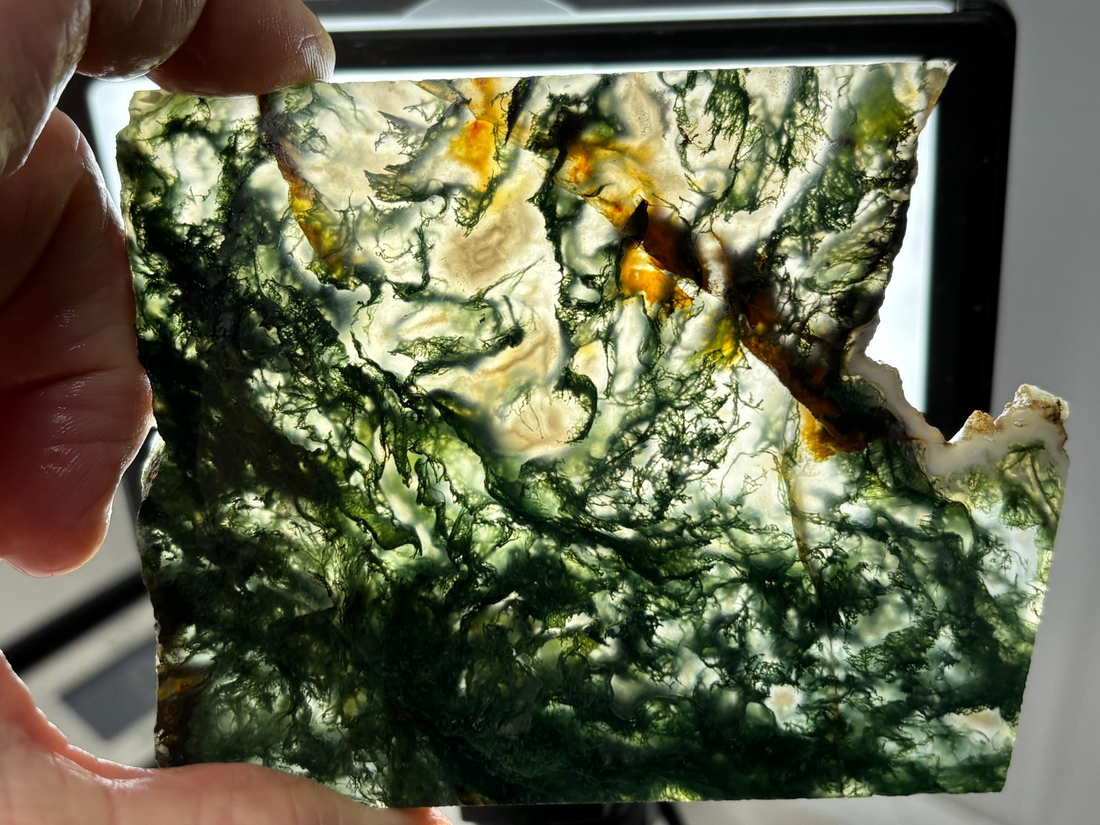Semi-translucent Moss Agate Slab Cabbing Lapidary