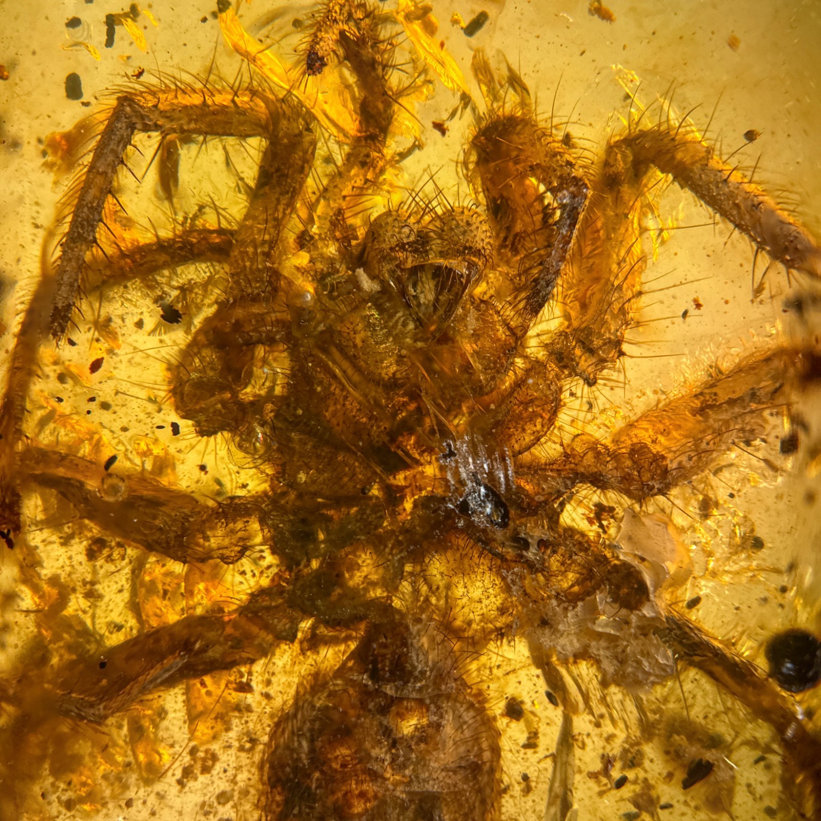BIG SPIDER in Burmese / Burmite amber fossil / 100% genuine amber