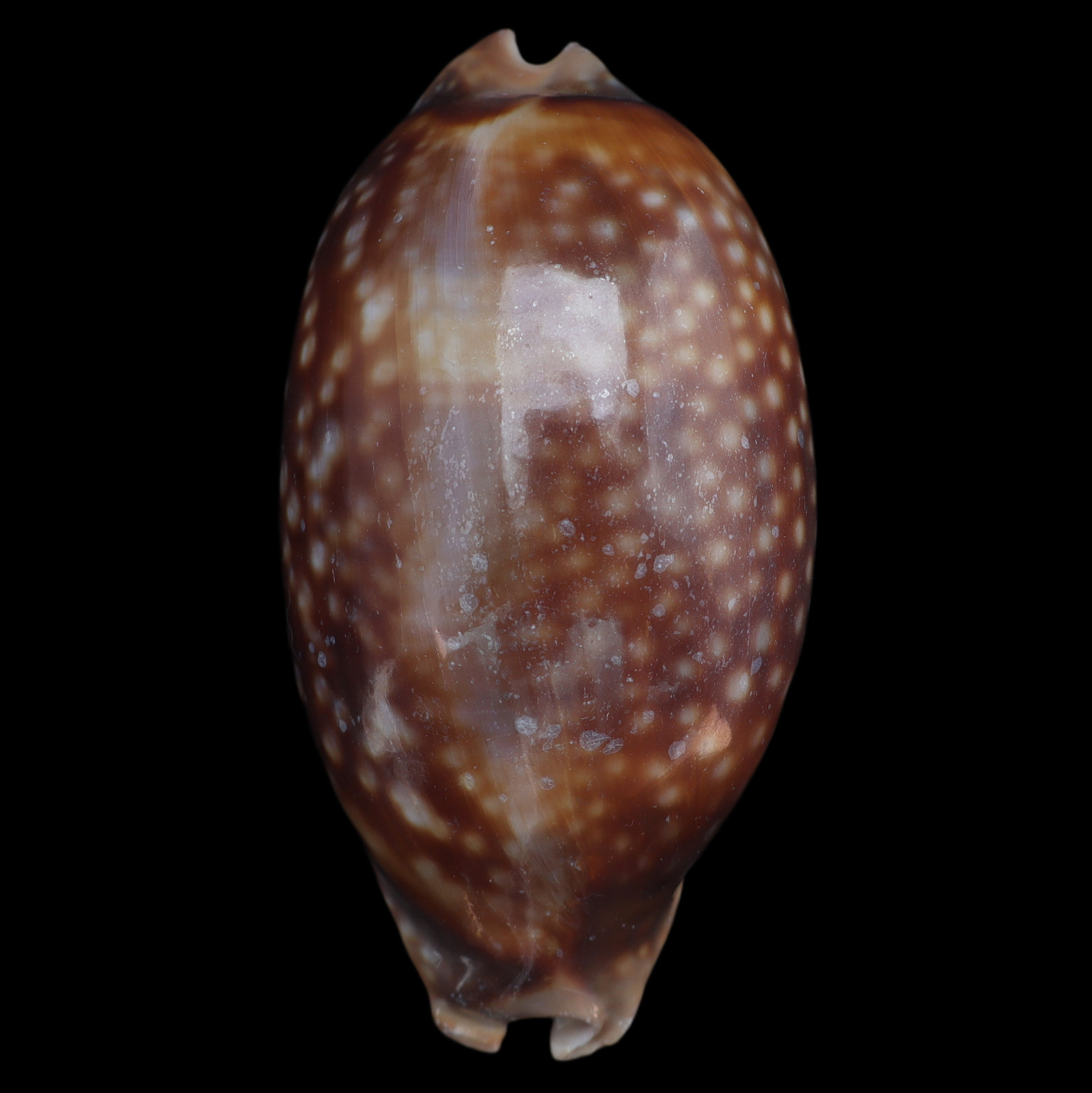 CY109 Cypraea (Macrocypraea) mammoth 109.6mm  |  Trinidade Is., Brazil  |  F++