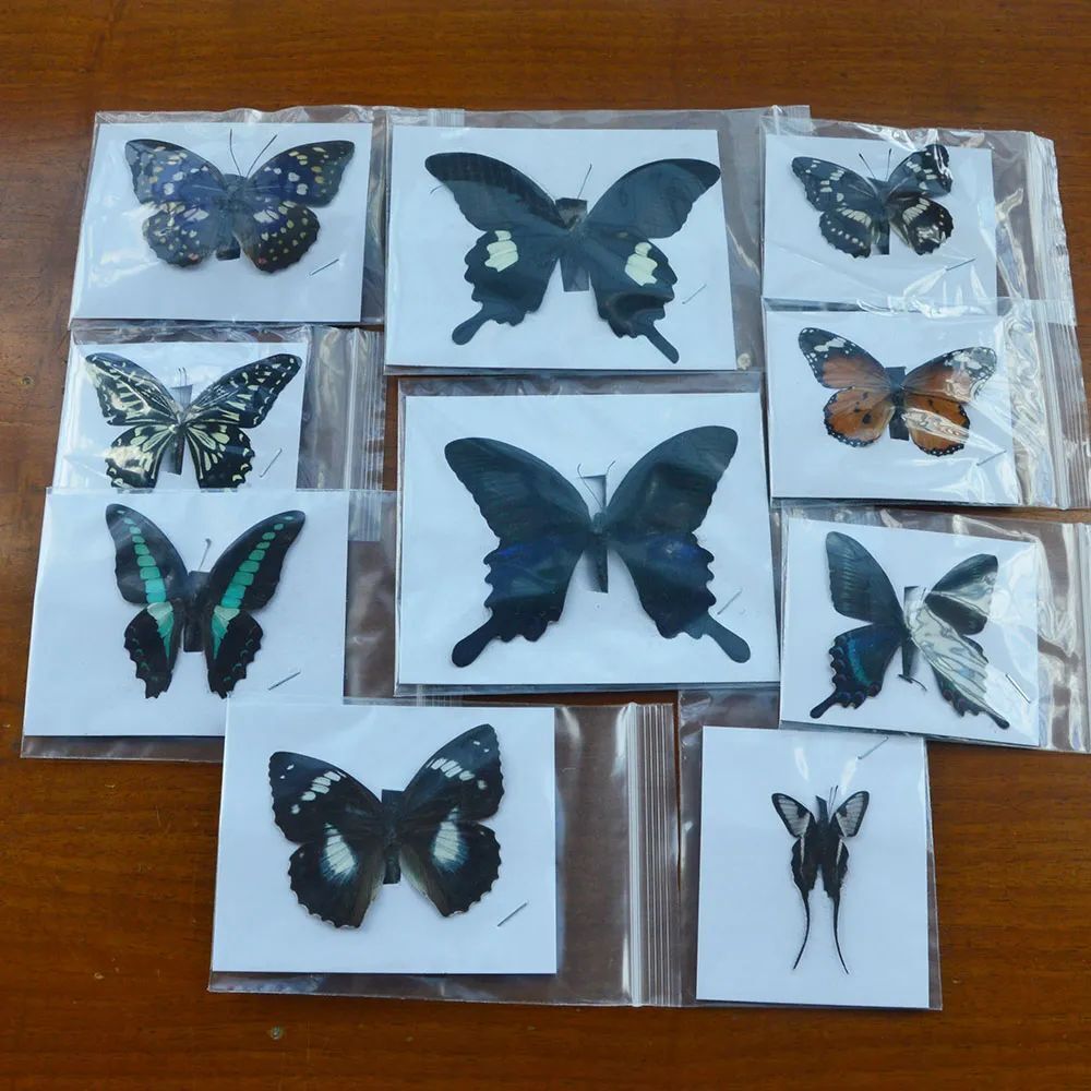 10Pcs Natural Unmounted Butterfly Specimen Artwork Material Decor