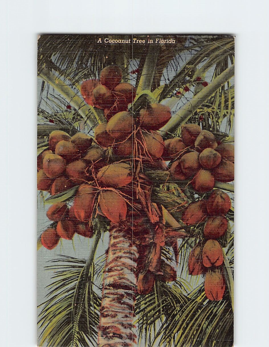 Coconut Tree in Florida USA T-351286
