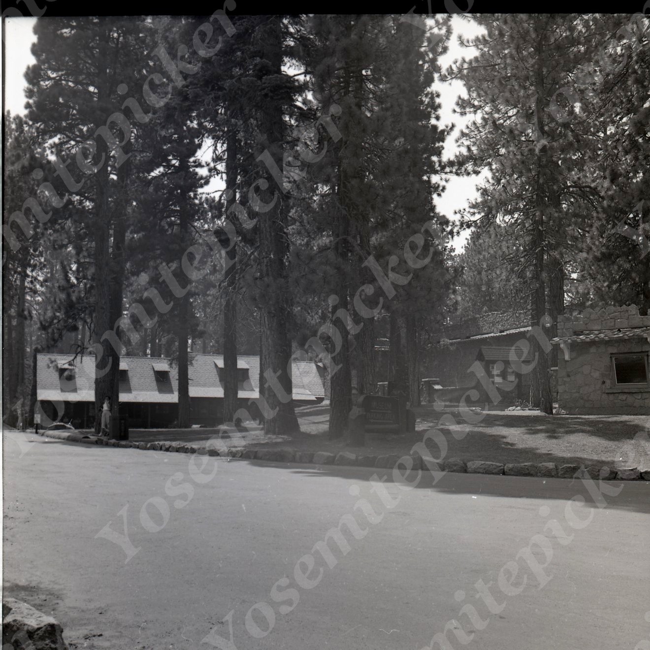 a21  Original Negative 1960\'s  1950\'s Klamath CA Trees of Mystery Forest  104a
