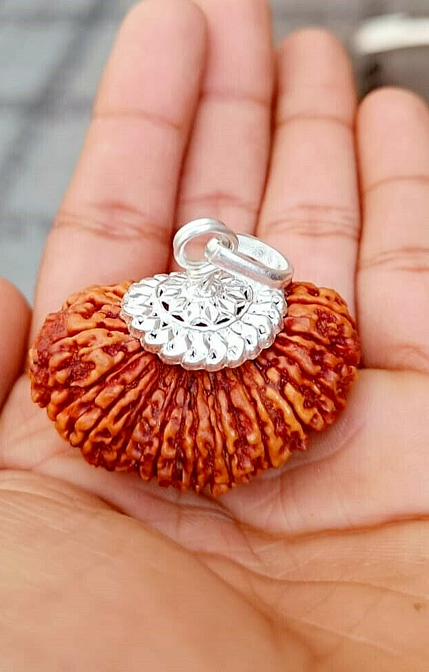 21 Mukhi Rudraksha Sacred Bead Rare- Certified A++ --IGL Lab Certified