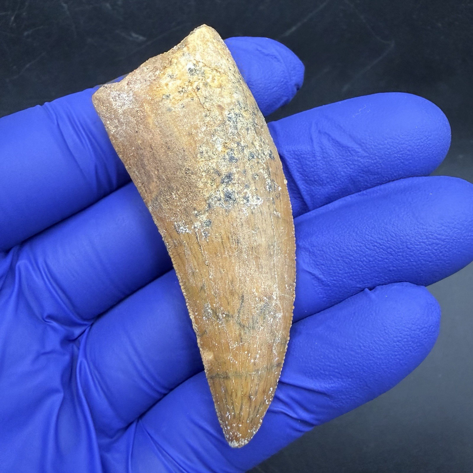 AFRICAN T REX REAL DINOSAUR TOOTH FOSSIL CHARCHARODONTOSAURUS 2.67”