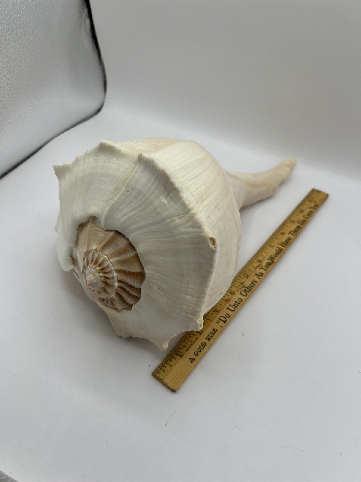 Large Natural Lightning Whelk Conch Shell  13\