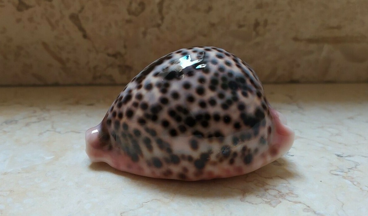 F cypraea pantherina red sea shell F++++F+++ 82mm super natural glossy colour