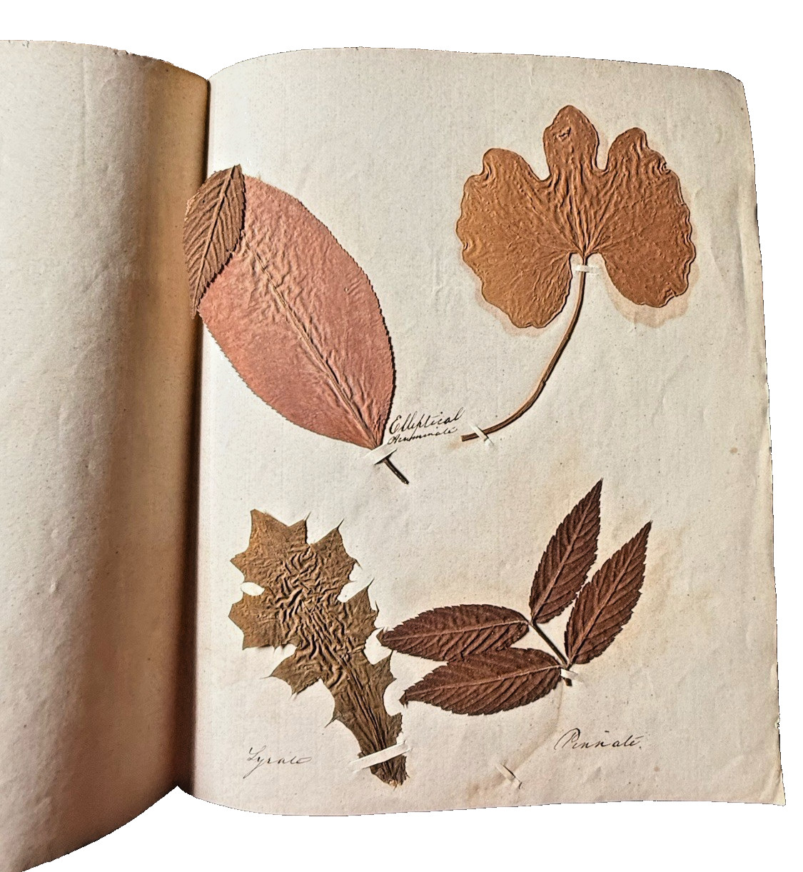 Antique 19thC Botanical Herbarium Pressed Leaves Southworth 12Set